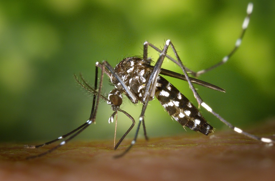 Quegli anti zanzare sono un rischio per i bambini? - Cambia La Terra