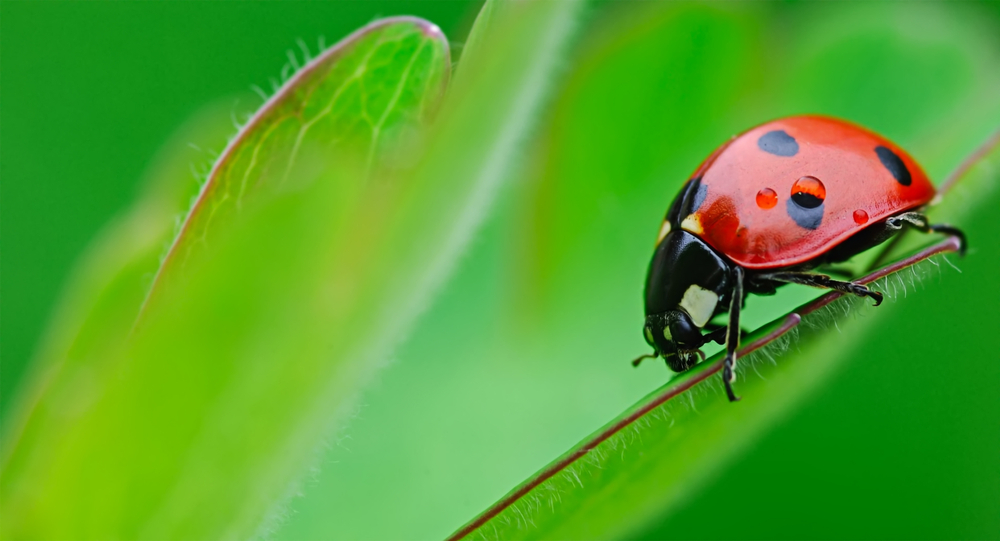 Obiettivo 25% bio nella Ue: al vaglio le soluzioni più efficaci ...