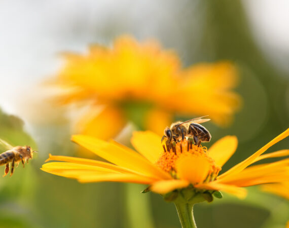 api insetti impollinatori