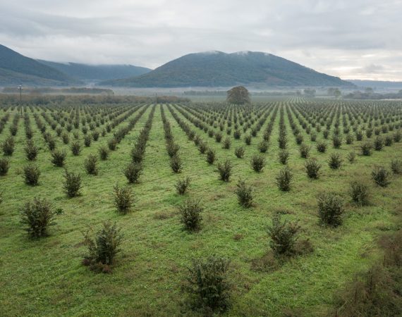 Noccioleto fitofarmaci