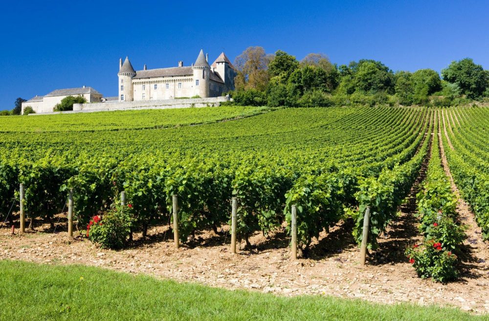 France : combien de pesticides nous coûtent la vigne ?  Une étude est en cours