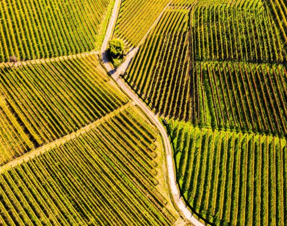 Pac - agricoltura sostenibile - Farm to fork