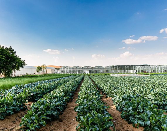 Emirates Bio Farm