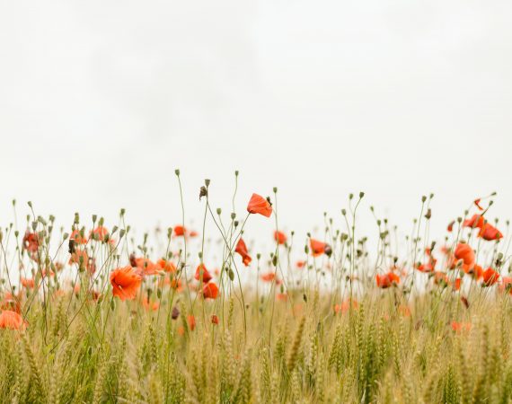 biodiversity