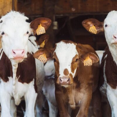 benessere animale