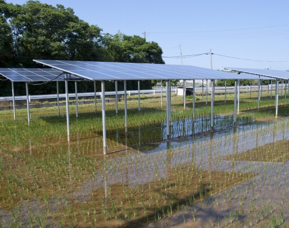 agrivoltaico