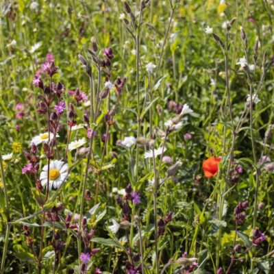 biodiversità