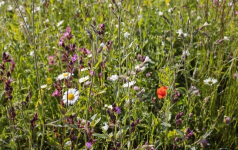 biodiversità