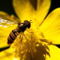 biodiversità