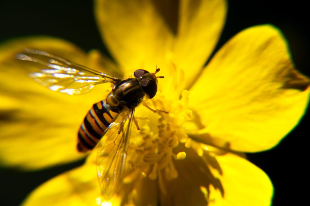 biodiversità