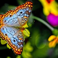 farfalle biodiversità