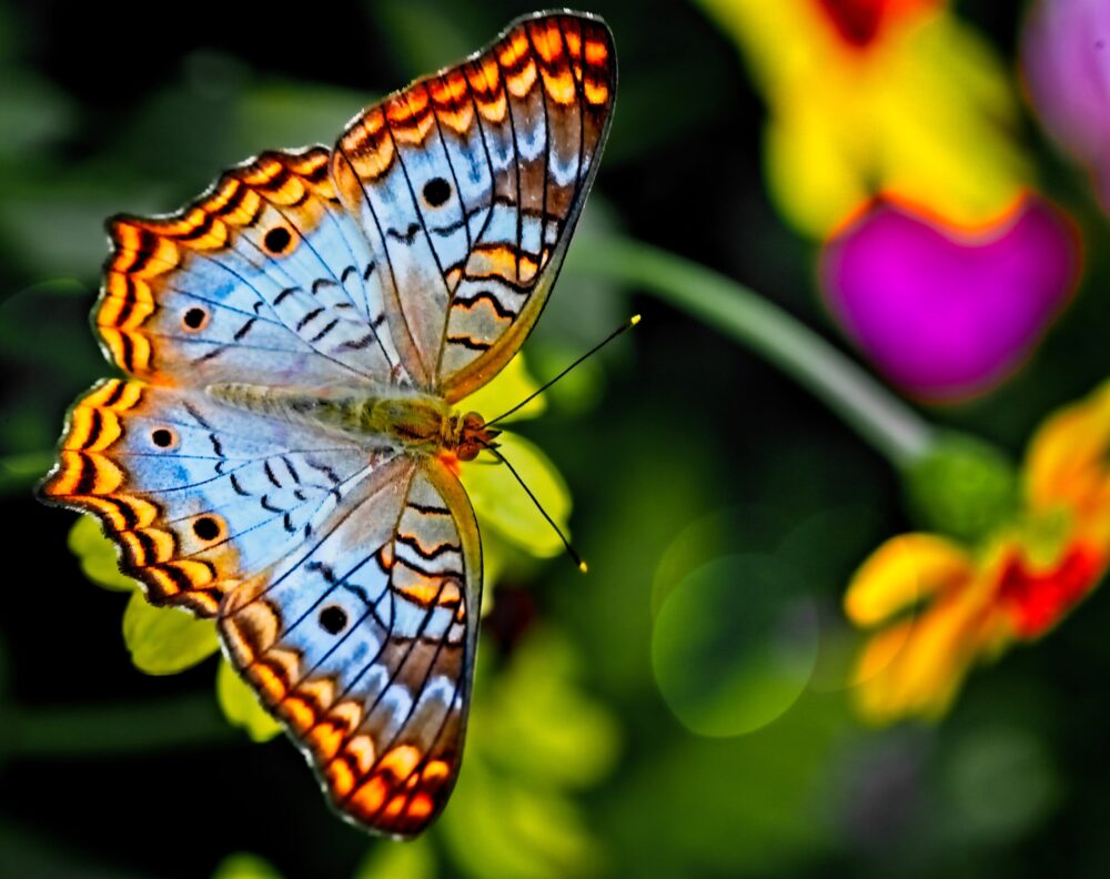 farfalle biodiversità